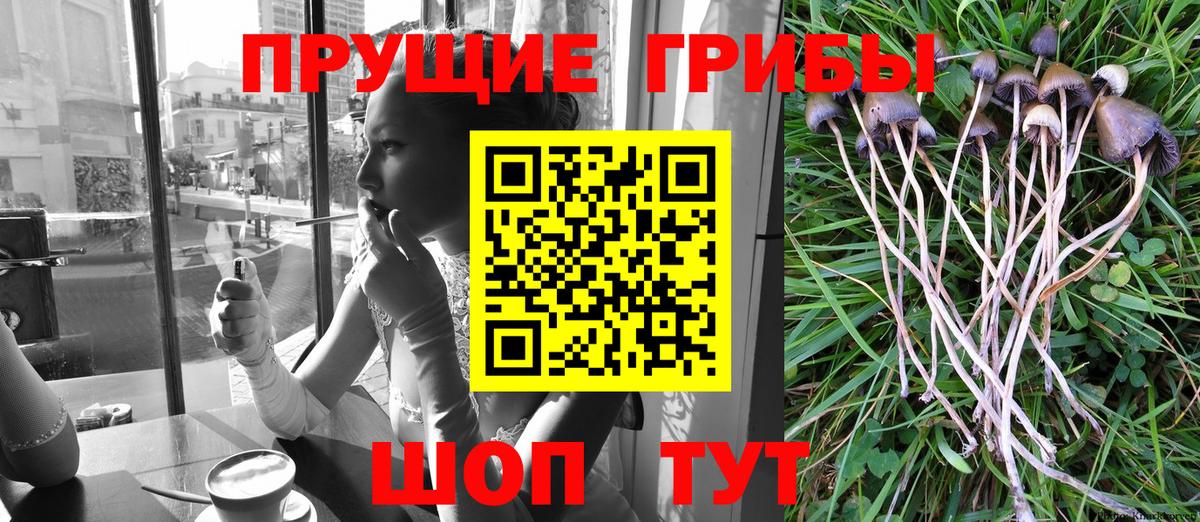 Гай  Псилоцибиновые грибы мухоморы  Вход с VPN 